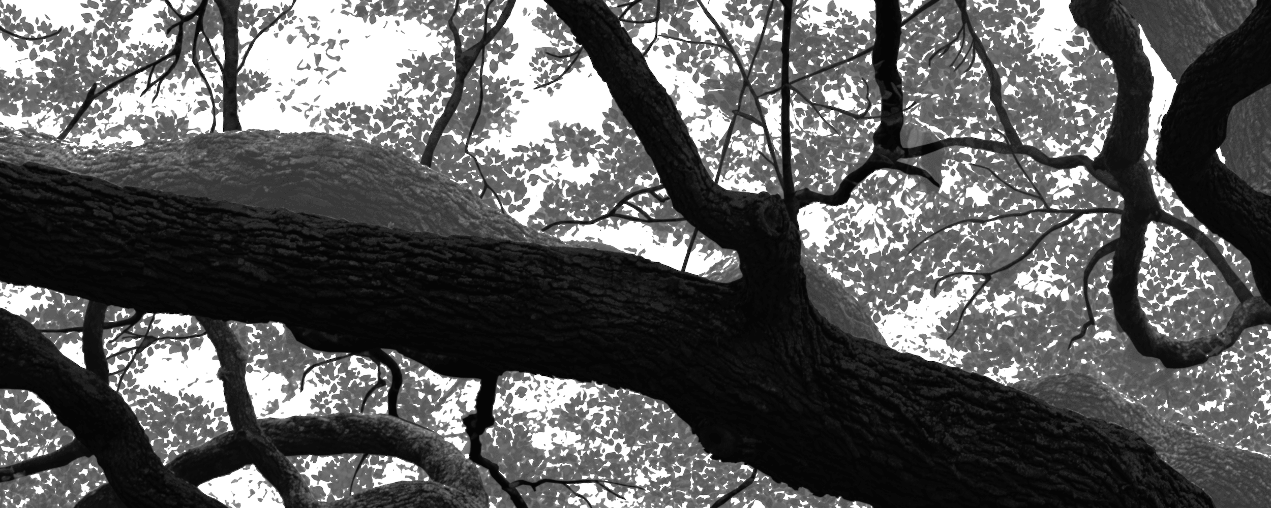 The prepared photo, looking up through tree branches, that was used to create the ImageWall perforation layout.